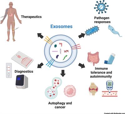 The emerging role of exosomes in innate immunity, diagnosis and therapy